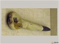 塞克勒博物馆展示中国古代瓷器制作工艺——试火具