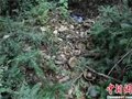 浙江黄岩启动沙埠竹家岭窑址考古发掘